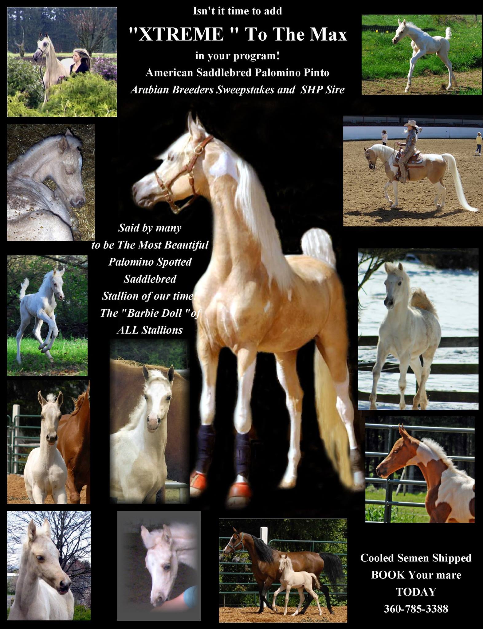 Xtreme Delite Half Arabian Palomino Tobiano Pinto Mare